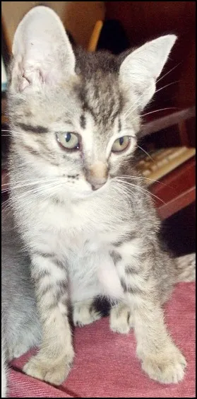 Gato ra a RAÇA NÃO DEFINIDA idade 2 a 6 meses nome Betinha