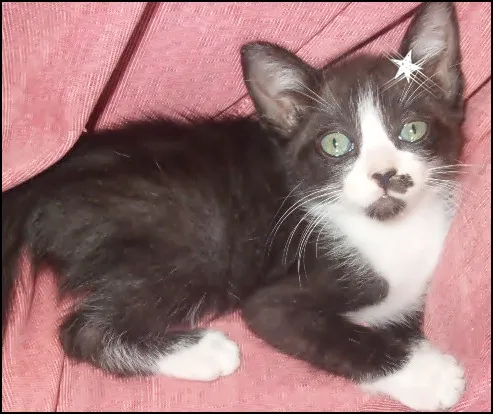 Gato ra a não definida idade 2 a 6 meses nome damy( daniely)
