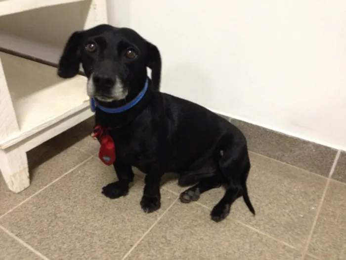 Cachorro ra a Basset-Cofap idade 6 ou mais anos nome Sem nome