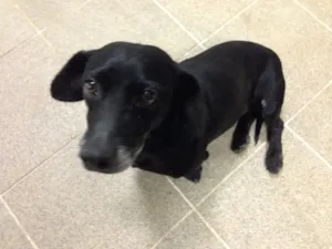 Cachorro raça Basset-Cofap idade 6 ou mais anos nome Sem nome