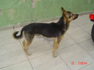 Cachorro raça Pastor Alemão - Mestiço idade 1 ano nome não sei (chamamos d