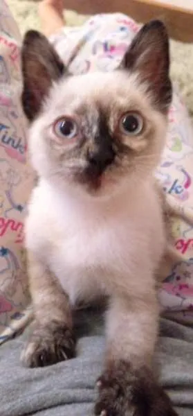 Gato ra a SRD idade 2 a 6 meses nome Brisa
