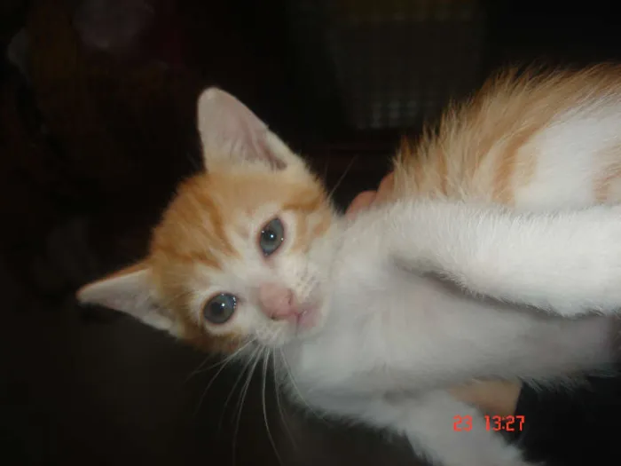 Gato ra a SRD idade Abaixo de 2 meses nome Luiza e Judie
