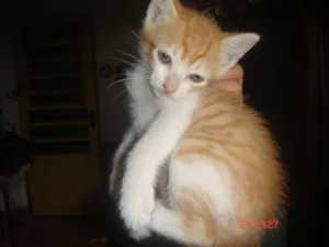 Gato raça SRD idade Abaixo de 2 meses nome Luiza e Judie