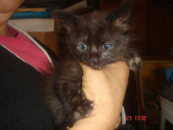 Gato ra a SRD idade Abaixo de 2 meses nome Luiza e Judie