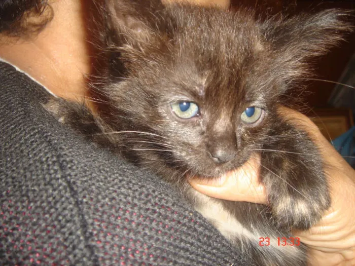 Gato ra a SRD idade Abaixo de 2 meses nome Luiza e Judie