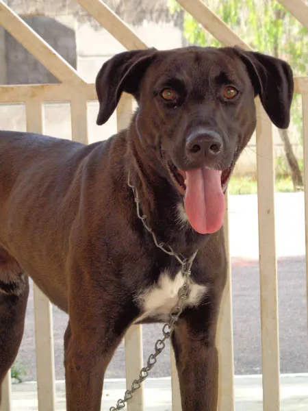 Cachorro ra a Viralata idade 1 ano nome Tunico