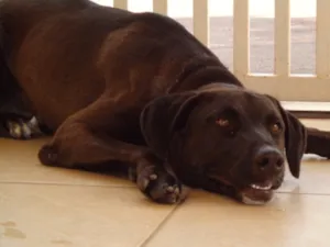 Cachorro raça Viralata idade 1 ano nome Tunico