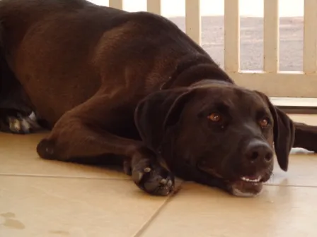 Cachorro ra a Viralata idade 1 ano nome Tunico