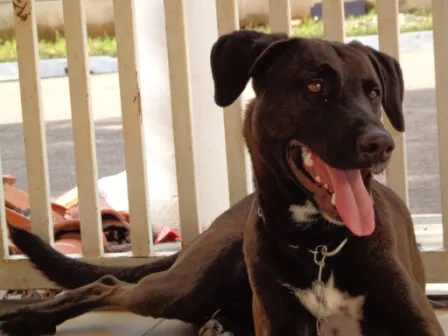 Cachorro ra a Viralata idade 1 ano nome Tunico