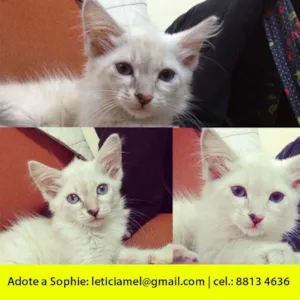 Gato raça vira-latas idade Abaixo de 2 meses nome Sophie