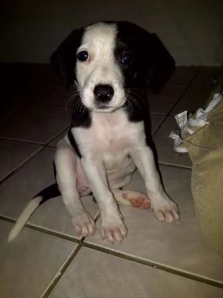 Cachorro ra a SRD idade Abaixo de 2 meses nome Poli