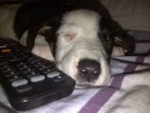 Cachorro raça SRD idade Abaixo de 2 meses nome Poli