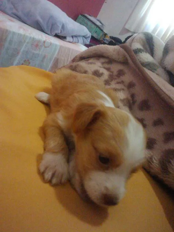 Cachorro raça SRD idade Abaixo de 2 meses nome Sem nome ainda