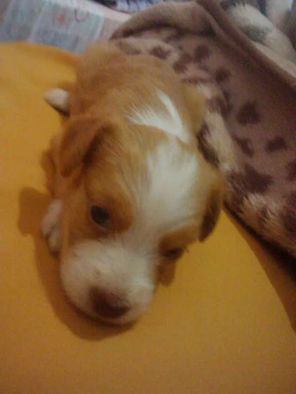 Cachorro raça SRD idade Abaixo de 2 meses nome Sem nome ainda