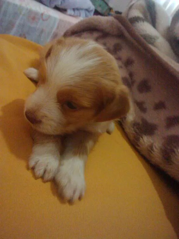 Cachorro raça SRD idade Abaixo de 2 meses nome Sem nome ainda