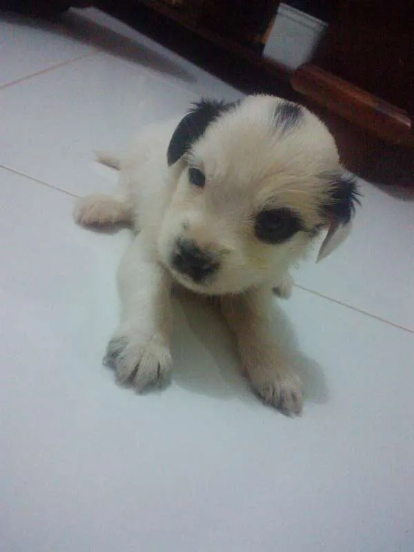 Cachorro raça SRD idade Abaixo de 2 meses nome Sem nome ainda