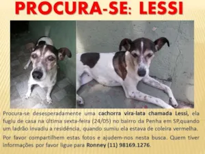 Cachorro raça Vira Lata idade 6 ou mais anos nome Lessi