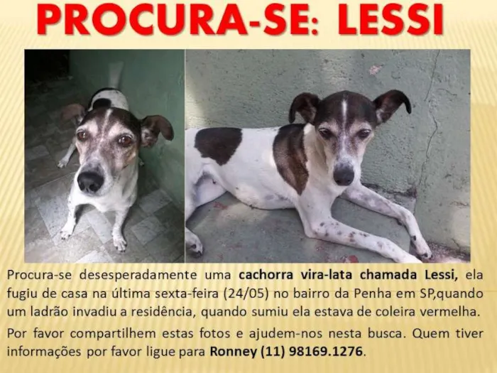 Cachorro ra a Vira Lata idade 6 ou mais anos nome Lessi