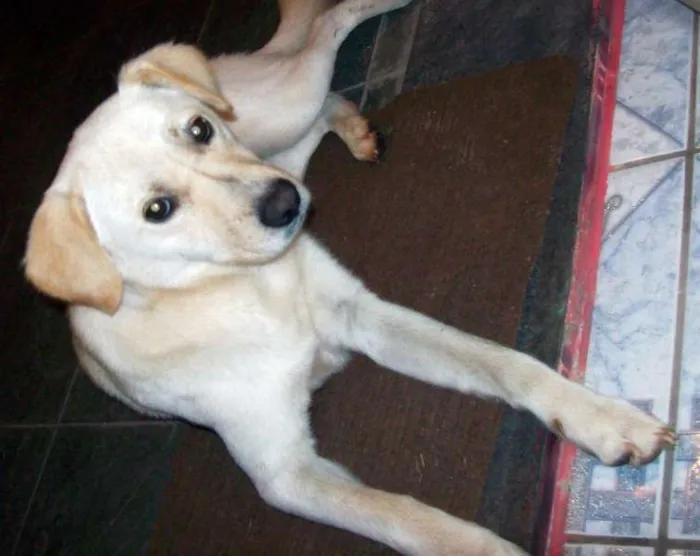 Cachorro ra a SRD idade 1 ano nome Fofa
