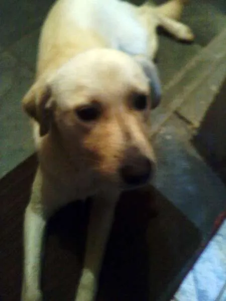 Cachorro ra a SRD idade 1 ano nome Fofa