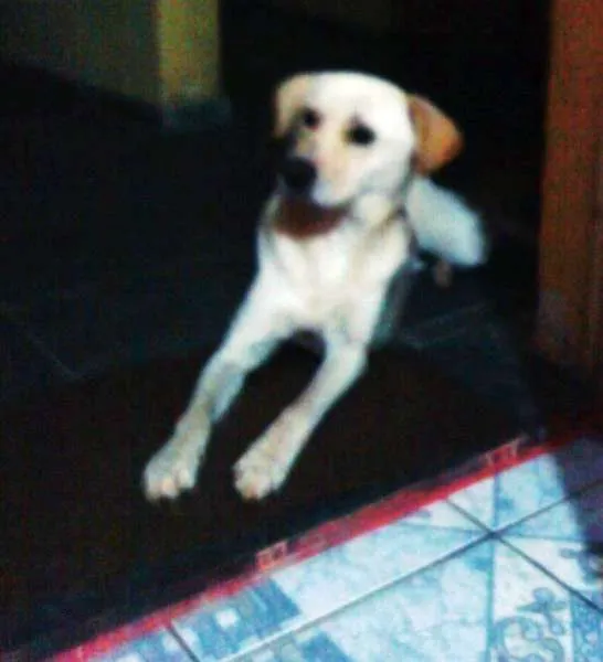 Cachorro ra a SRD idade 1 ano nome Fofa