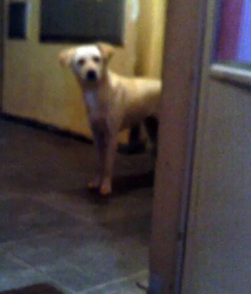 Cachorro ra a SRD idade 1 ano nome Fofa