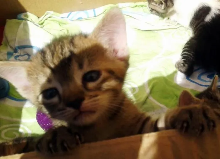 Gato ra a SRD idade 2 a 6 meses nome Rajadinha