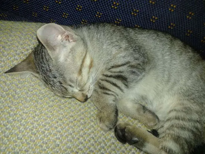 Gato ra a SRD idade 2 a 6 meses nome Rajadinha