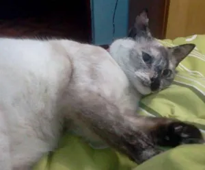 Gato raça siames/viralata idade 1 ano nome naninha