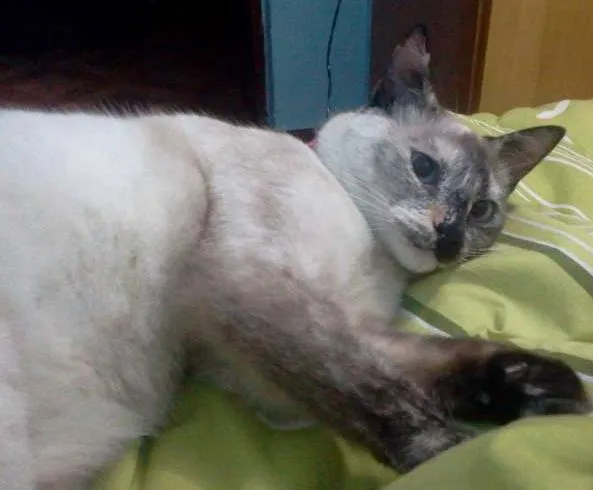 Gato ra a siames/viralata idade 1 ano nome naninha