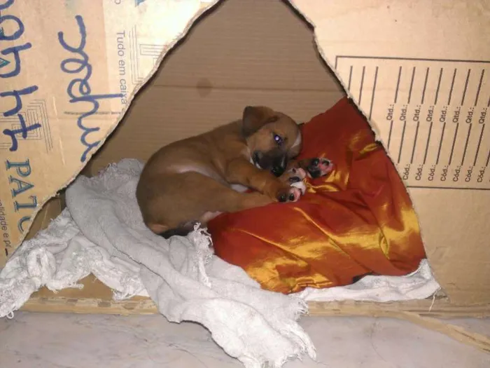 Cachorro ra a Indefinido idade Abaixo de 2 meses nome Daisy
