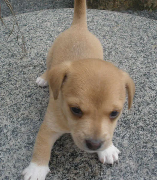 Cachorro ra a Indefinida idade Abaixo de 2 meses nome Sem nome