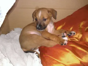 Cachorro raça Indefinido idade Abaixo de 2 meses nome Daisy