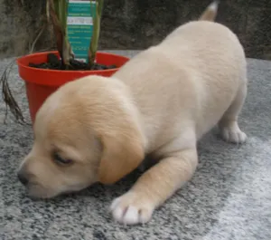 Cachorro raça Indefinida idade Abaixo de 2 meses nome Sem nome