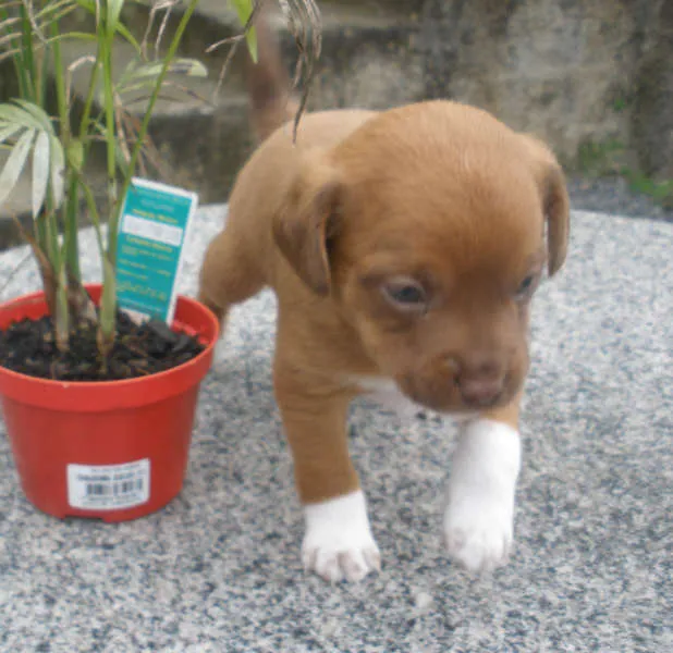 Cachorro ra a Indefinida idade Abaixo de 2 meses nome Sem nome