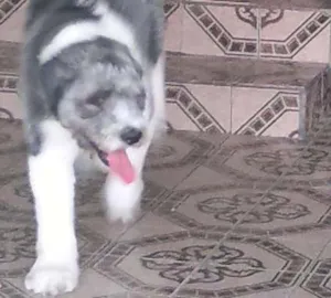 Cachorro raça SRD idade 1 ano nome Lelek