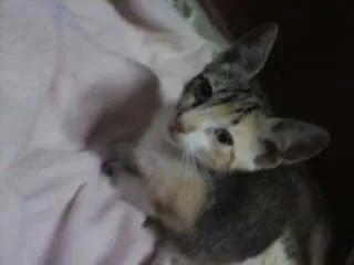 Gato ra a NDF idade Abaixo de 2 meses nome gatinha