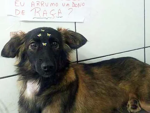 Cachorro ra a srd idade 2 a 6 meses nome Lilica