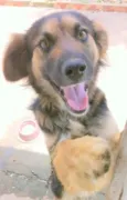 Lassie