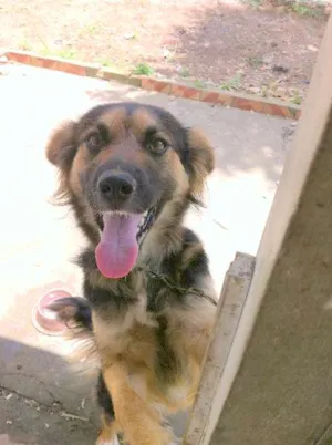 Cachorro raça border collie idade 1 ano nome Lassie