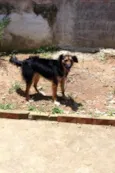 Lassie