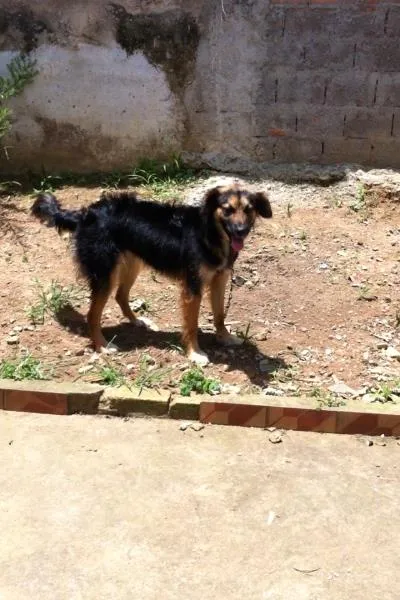Cachorro ra a border collie idade 1 ano nome Lassie