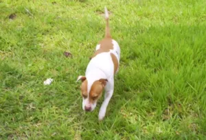 Cachorro raça MISTURADO idade 6 ou mais anos nome AIRA