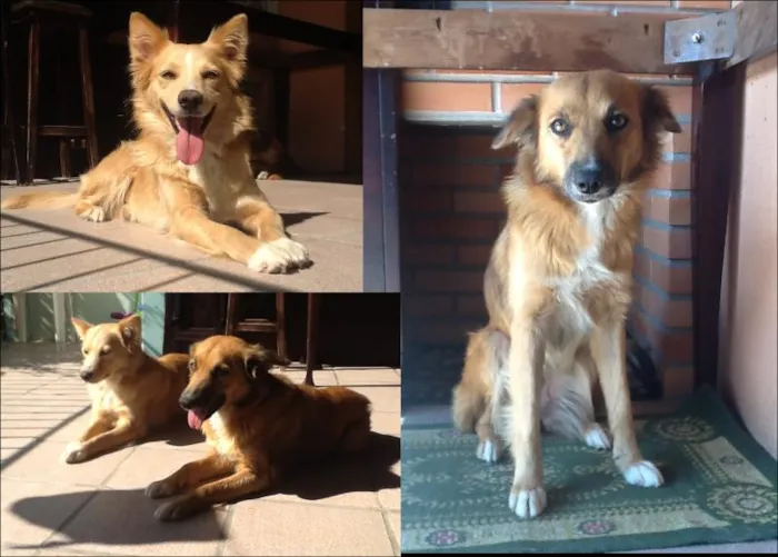 Cachorro ra a VIRA LATA idade 4 anos nome DIANA E LAIKA