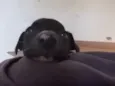 ADOTE