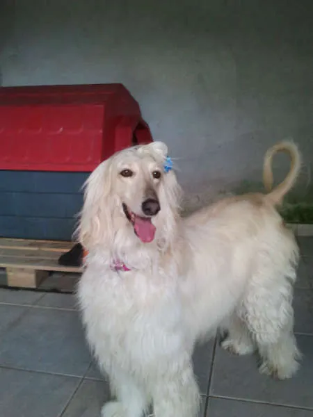 Cachorro ra a Afgan hound idade 5 anos nome Melissa