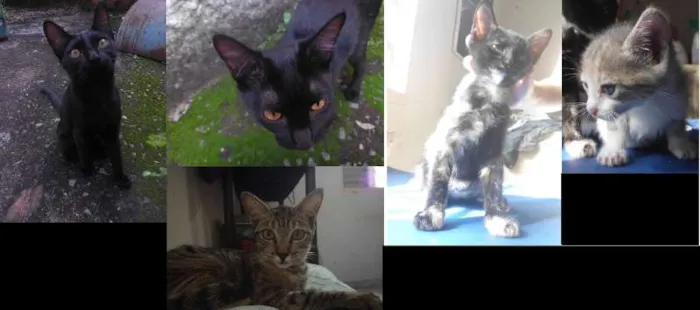 Gato ra a SRD idade 2 a 6 meses nome sem nome