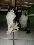 Gato raça SRD idade 2 a 6 meses nome Nina e Carminha