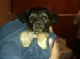 Pequena